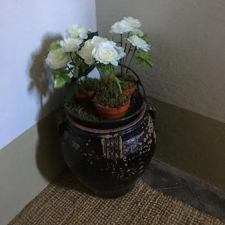Dimora Fiorita Junior My Country house *