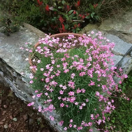 Dimora Fiorita Junior My Country house